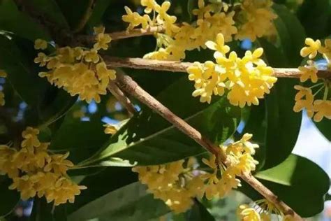 桂花風水五行|桂花的寓意和象征风水（芬芳四溢的桂花和它的神秘力量）